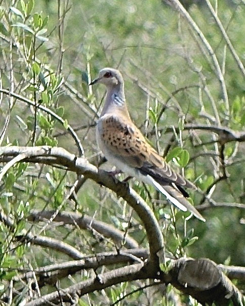 turtle dove